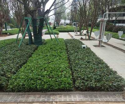 庭院綠化養護管理的重要性——合肥綠化施工公司淺談園林綠化管理