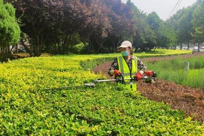 河北秦皇島開發區園林綠化管理處扎實做好夏季綠化養護工作