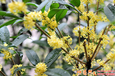 桂花樹生根與養(yǎng)護(hù)全攻略 科學(xué)使用生根粉，助力綠植茁壯成長(zhǎng)